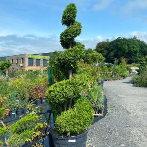 Tuja západná (Thuja occidentalis) ´BRABANT´ - výška 180-200 cm, kont. C90L - ŠPIRÁLA